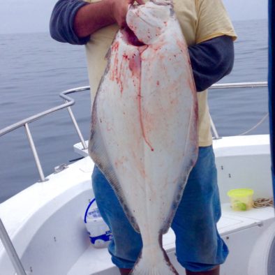 Another halibut